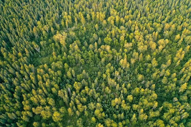 Forest seen from above